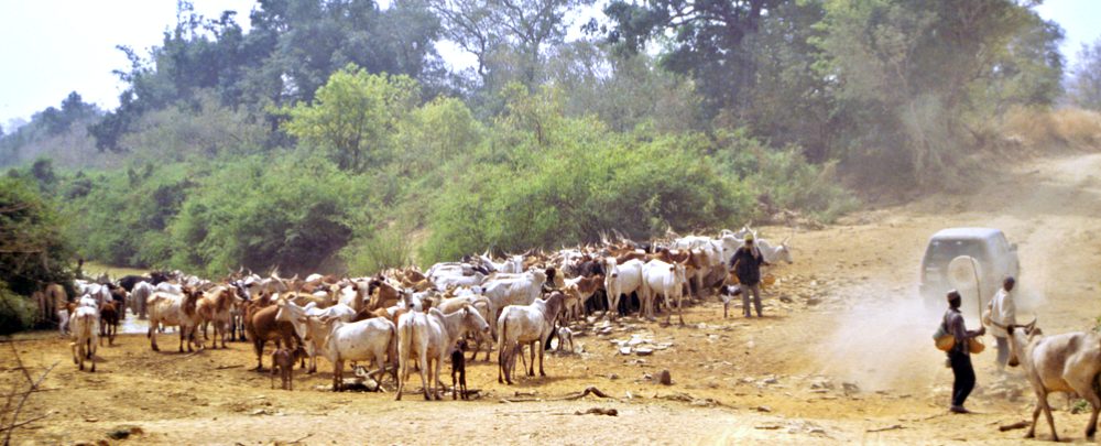 Cattle in Arli National Park on the border between Burkina Faso and Benin Cattle in Arli National Park, Burkina Faso near Benin.